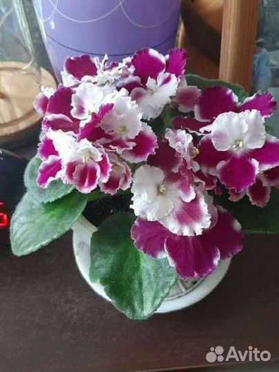 Фиалка Оптима Милления