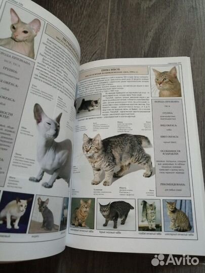 Книги о породах кошек