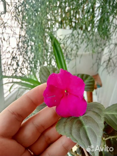 Бальзамин ванька мокрый