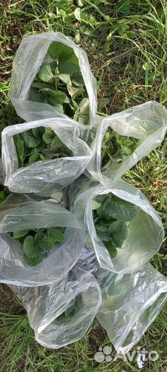 Рассада клубники