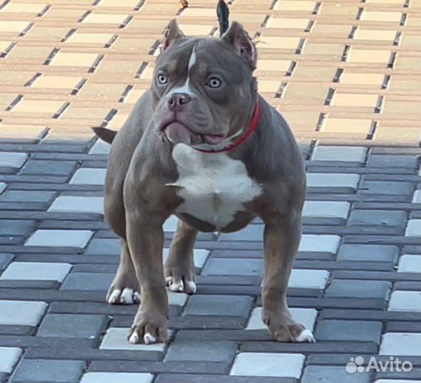 Американский булли лиловая девочка