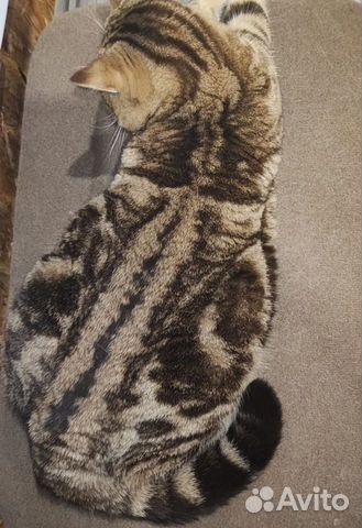 Вязка с шикарным котом объявление продам