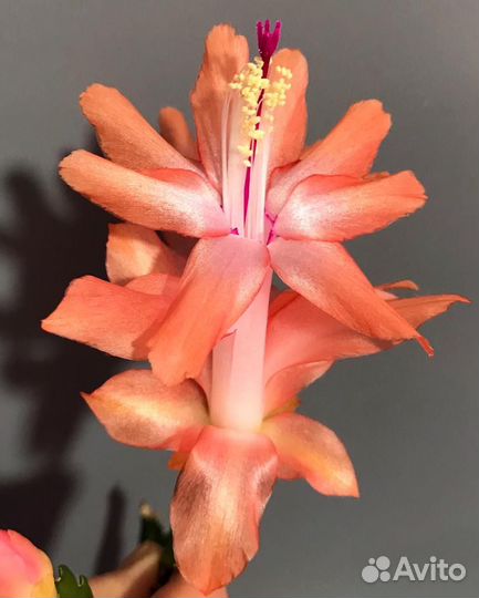Декабрист Шлюмбергера Рипсалидопсис Редкие сорта