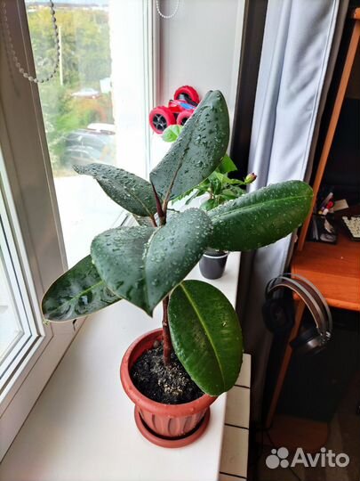 Фикус Робуста эластика