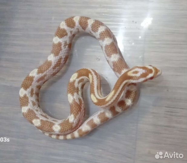 Змея маисовый полоз