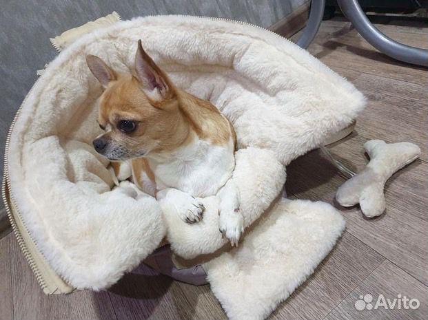 Сумка переноска- трансформер для маленьких собачек