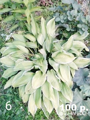 Продам хосты