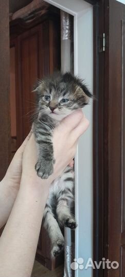 Котята