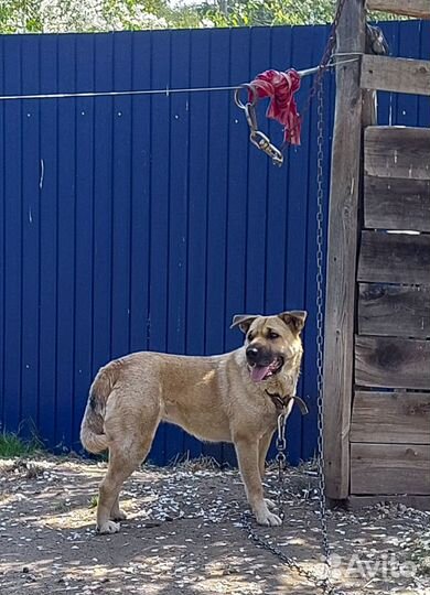 Хонда - метис шарпея на охрану, стерилизованная