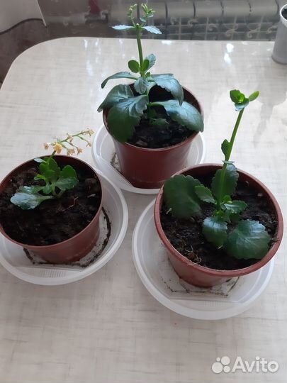 Отростки каланхоэ