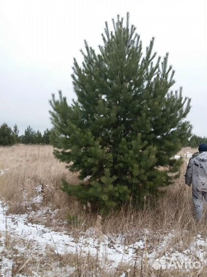 Сосна крупномер
