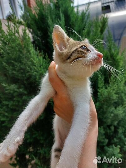 Кошечка в добрые руки