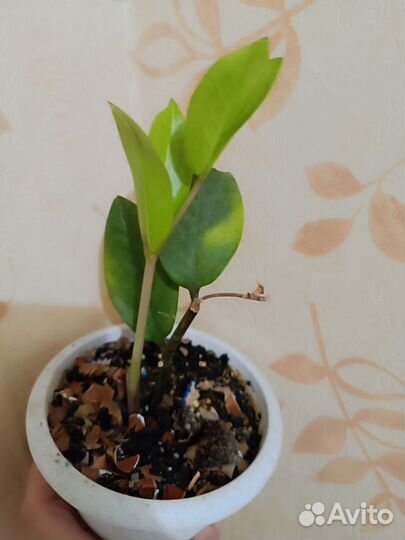 Замиокулькас