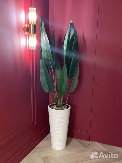 Стрелиция королевская