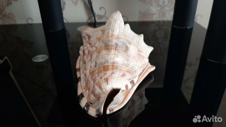 Раковина морская