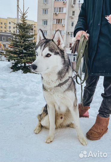 Сибирский хаски