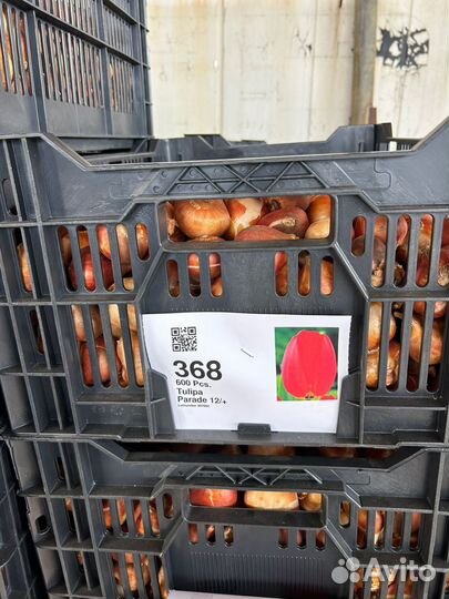 Луковицы тюльпанов оптом