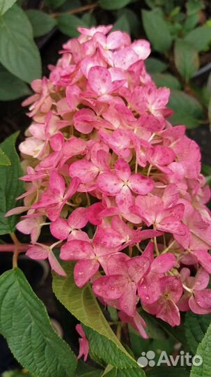 Гортензия метельчатая 
