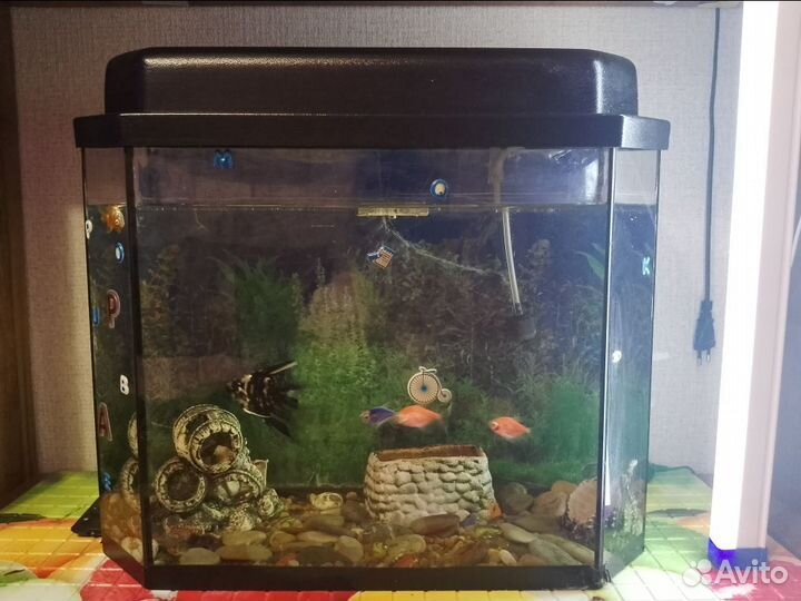 Аквариум с рыбками