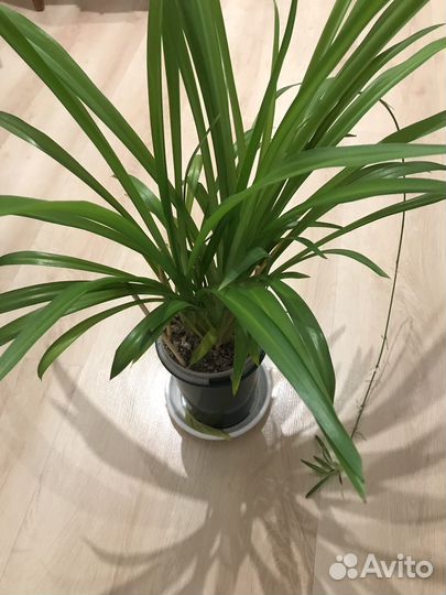 Хлорофитум