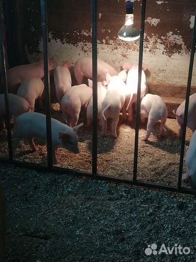 Поросята
