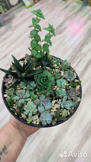 Суккуленты