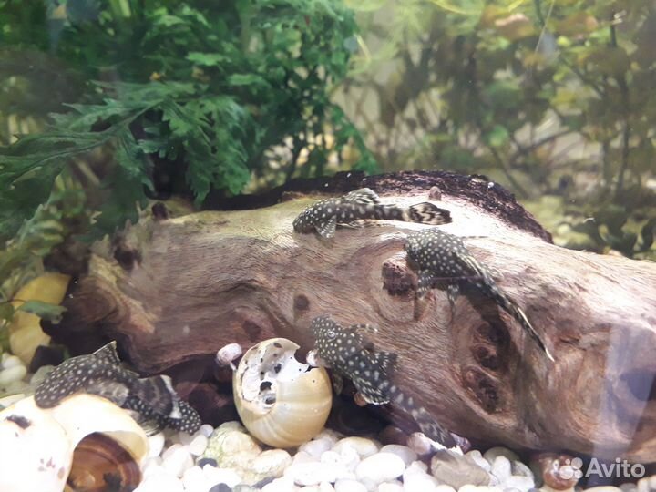 Аквариумные рыбки, улитки