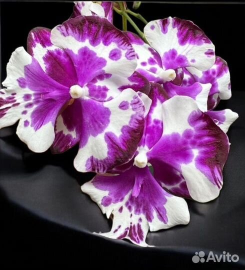 Орхидея фаленопсис биг лип
