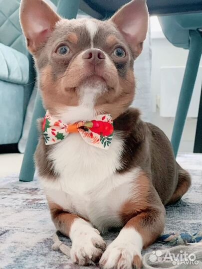 Вязка Чихуахуа