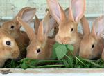 Кролики Бургундские и сатиновые