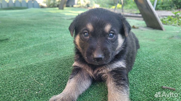 Милые щенята в добрые руки