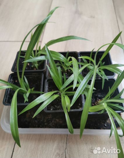 Хлорофитум