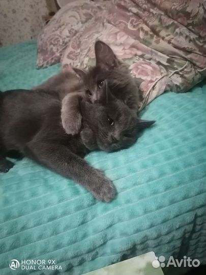 Отдадим в добрые руки 2-х кошек