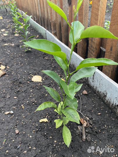 Мандариновые деревья