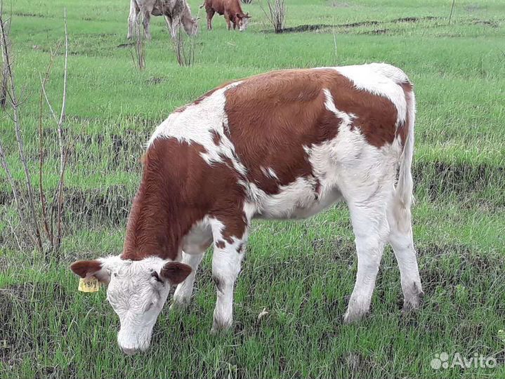 Телята породы симментал