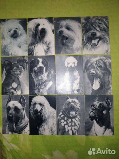 Открытки - животные