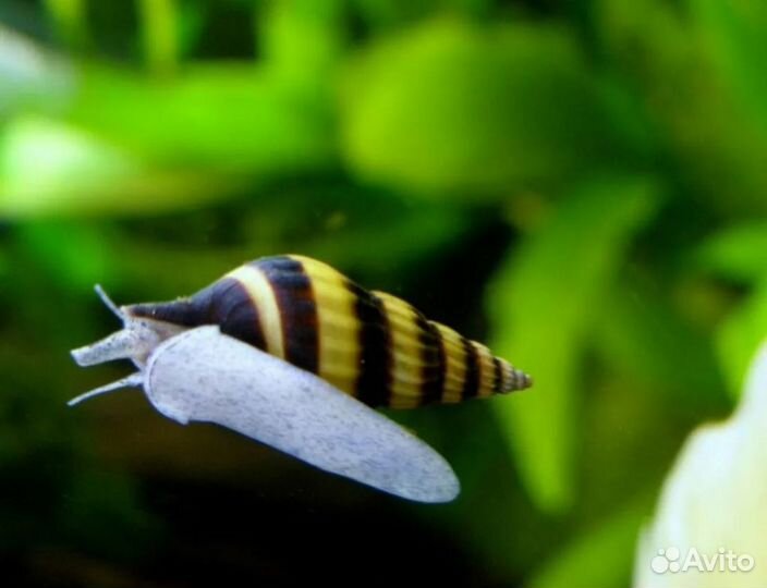 Улитка Хелена