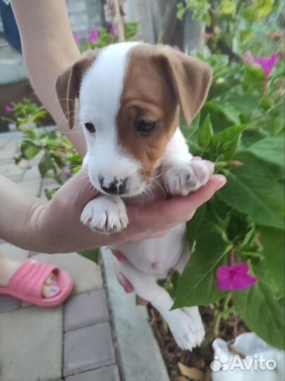 Собаки бесплатно