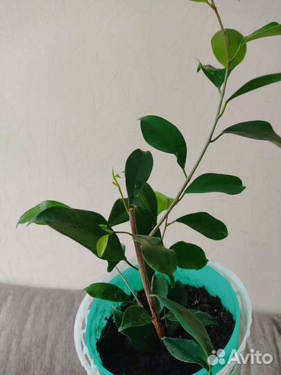 Фикус микрокарпа гинсенг