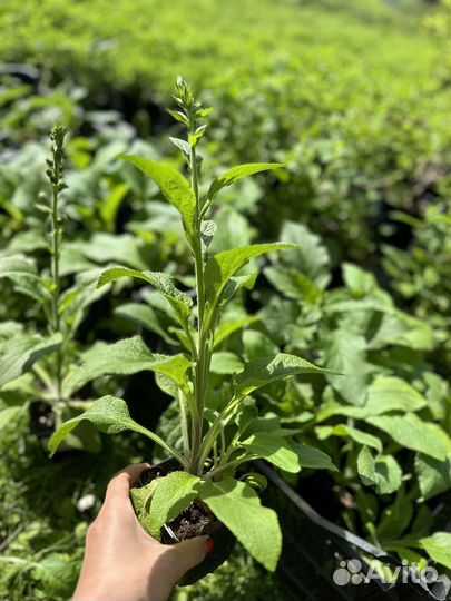 Наперстянка