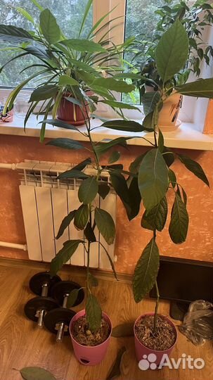 Авокадо дерево