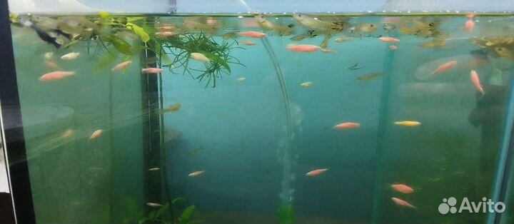 Аквариумные рыбки домашнего разведения