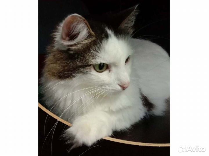 Степа ждет своего человека