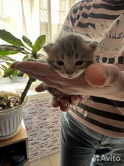 Котята