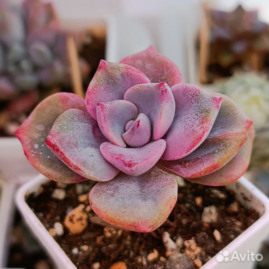 Комнатные растения