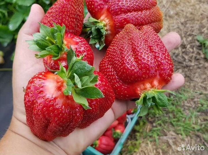 Рассада клубники ксд и нсд сорта в кассетах по 54