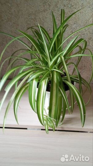 Хлорофитум