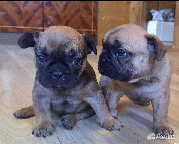 Французский авито. Карликовый бульдог. Голубо палевый французский бульдог. Французский бульдог чемпион россии. Французский авито.