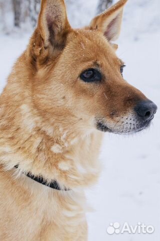 Красавица Лика ждёт в приюте