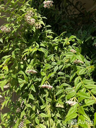 Хойя вьющаяся 1,5м